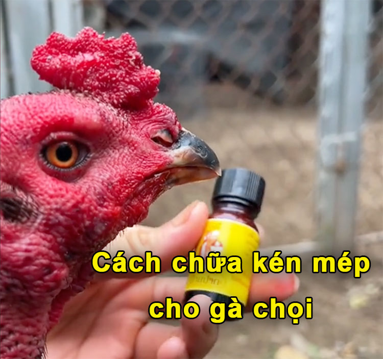 Cách chữa kén mép cho gà chọi đơn giản và hiệu quả nhất