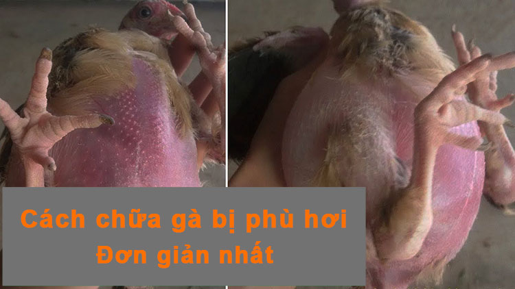 Chữa gà bị phù hơi nhanh khỏi với phương pháp đơn giản