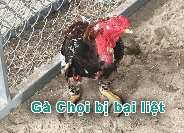 Gà Chọi bị bại liệt