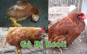 Gà bị Ecoli có biểu hiện, triệu chứng như thế nào?