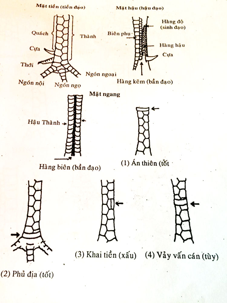 Hướng dẫn cách xem vảy gà đá cựa sắt chi tiết