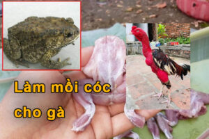 Cách làm mồi cóc cho gà chọi cực đơn giản