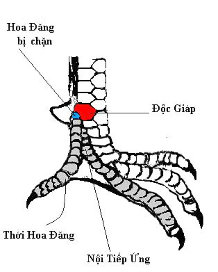 Vảy độc giáp