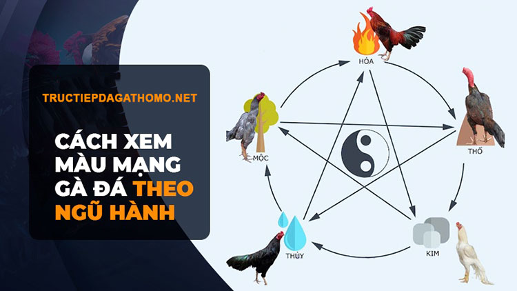 Màu mạng gà đá theo ngày hôm nay ngày mai chuẩn nhất